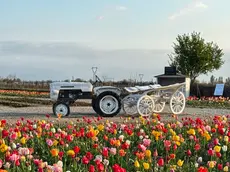 Tulipani in una precedente edizione dell'appuntamento da Nonno Andrea