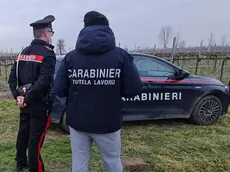 Controlli dei carabinieri in un vigneto