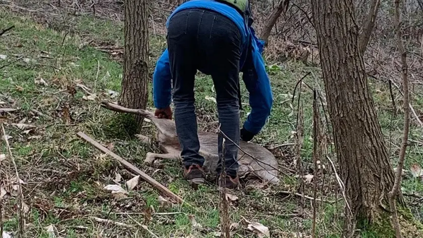 Il salvataggio del capriolo