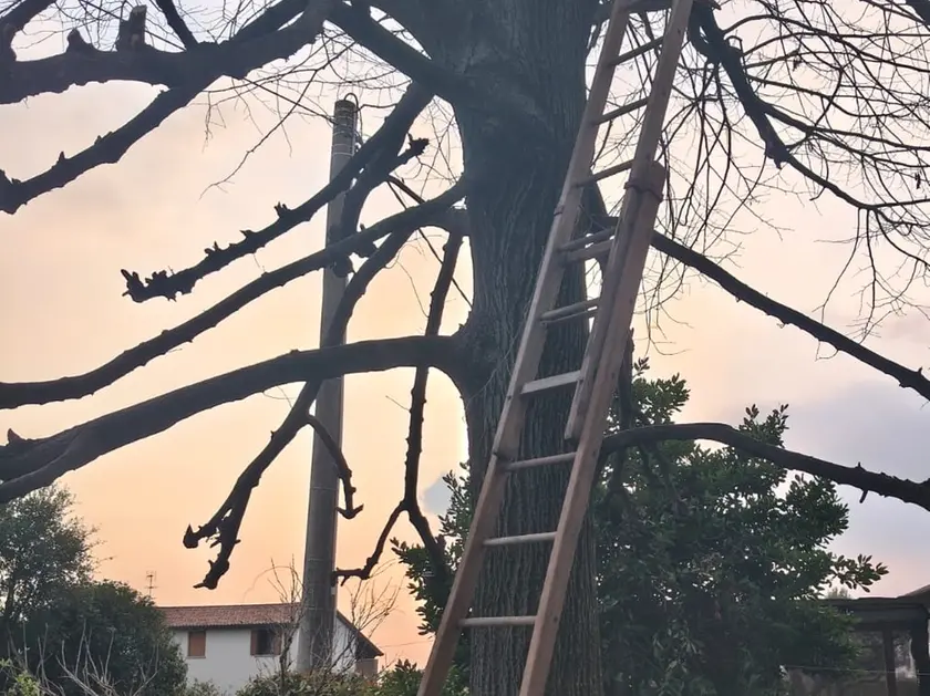 L'albero da cui è precipitato Giovanni Dal Canton, 96 anni