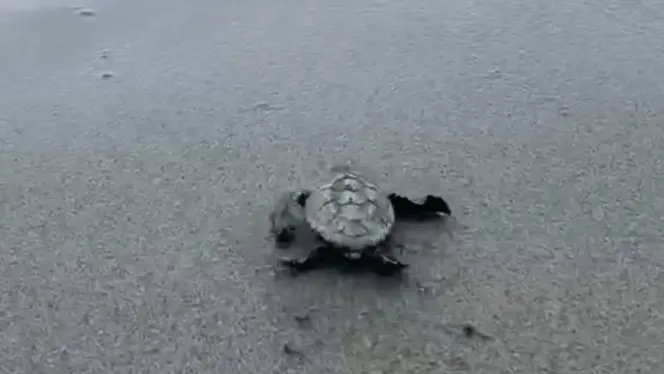 Una tartaruga spiaggiata