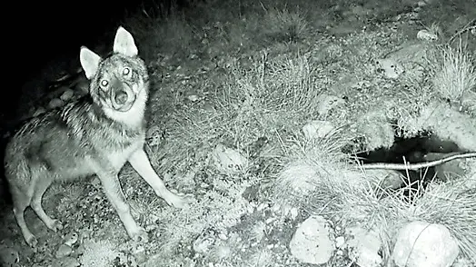 Un lupo immortalato da una fototrappola