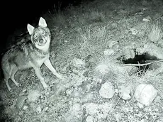 Un lupo immortalato da una fototrappola