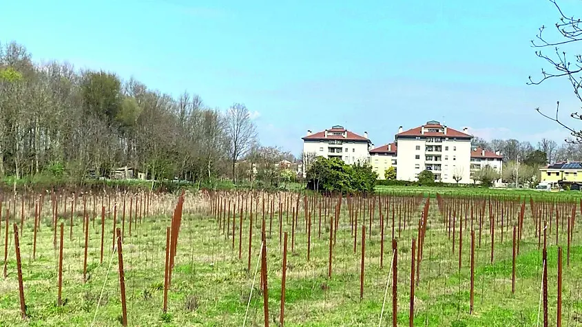 Nei terreni agricoli del primo tratto della strada che non c’è, tra Casier via Sant’Antonino.