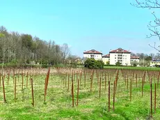 Nei terreni agricoli del primo tratto della strada che non c’è, tra Casier via Sant’Antonino.