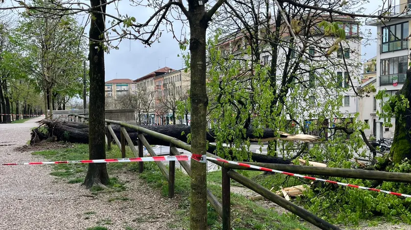 Uno degli alberi caduti a causa del maltempo a Treviso