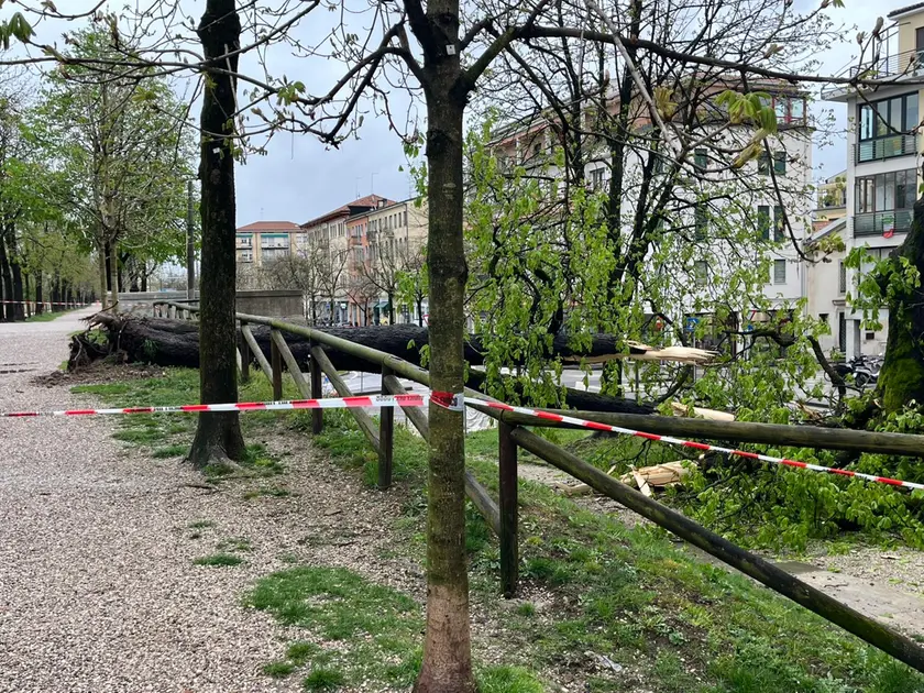 Uno degli alberi caduti a causa del maltempo a Treviso