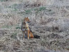 Un esemplare di sciacallo dorato