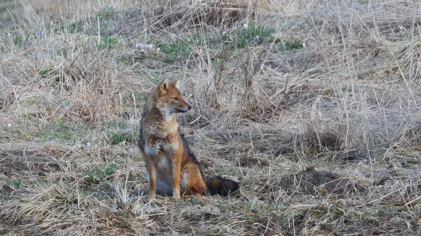 Un esemplare di sciacallo dorato fotografato da Tita Fain