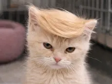 Pesce d'aprile di Enpa Treviso: in adozione il gatto Donald