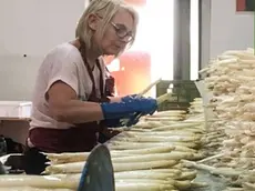L’asparago bianco di Cimadolmo