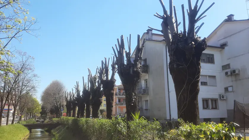 Il recente intervento sugli alberi di via Callalta