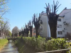 Il recente intervento sugli alberi di via Callalta