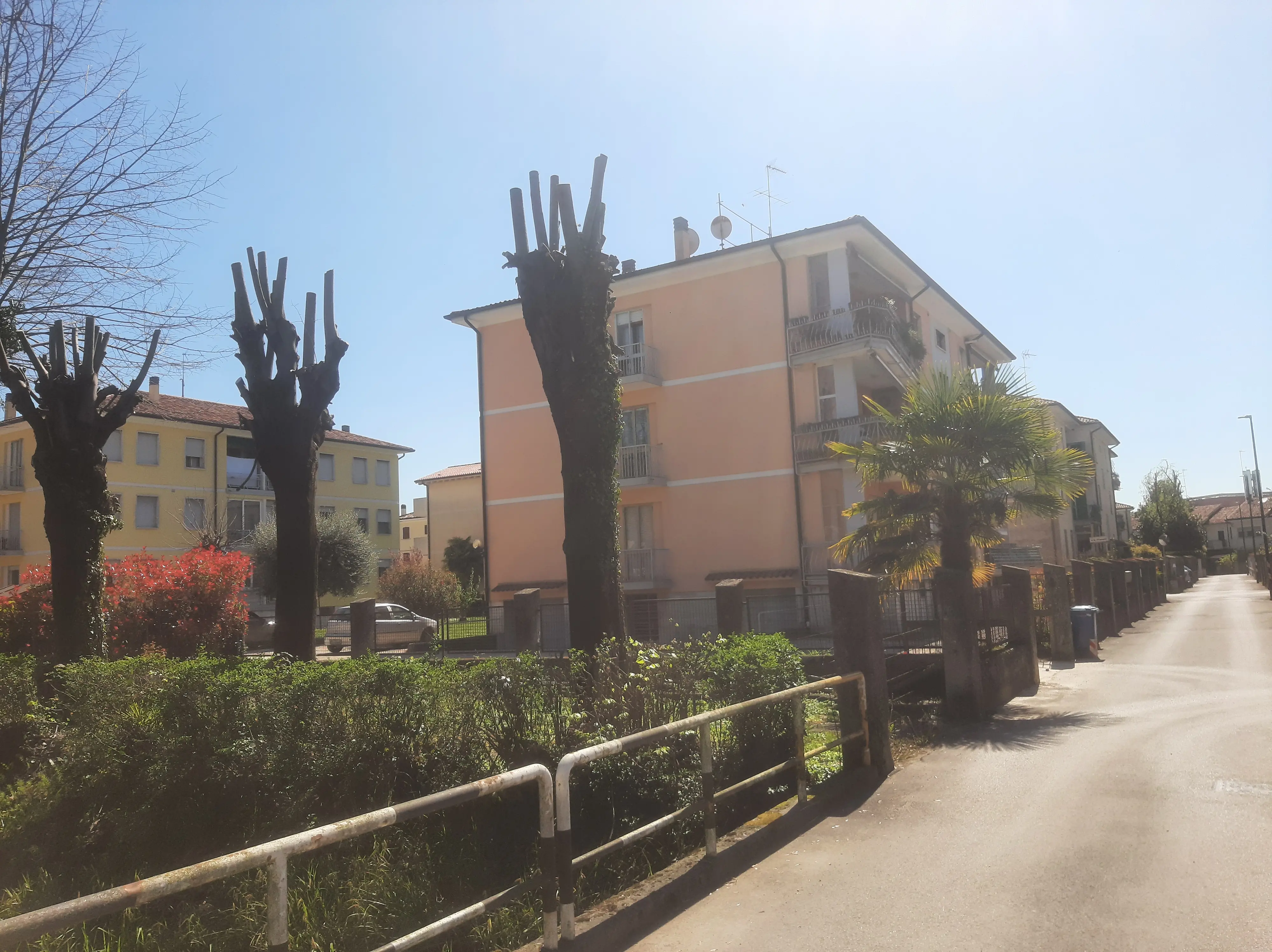 Gli alberi capitozzati in via Callalta