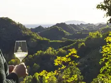 Parte da Col San Martino la "Primavera del Prosecco"