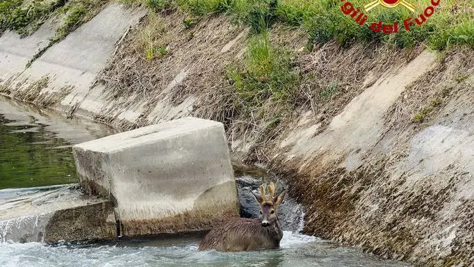 Credit: vigili del fuoco