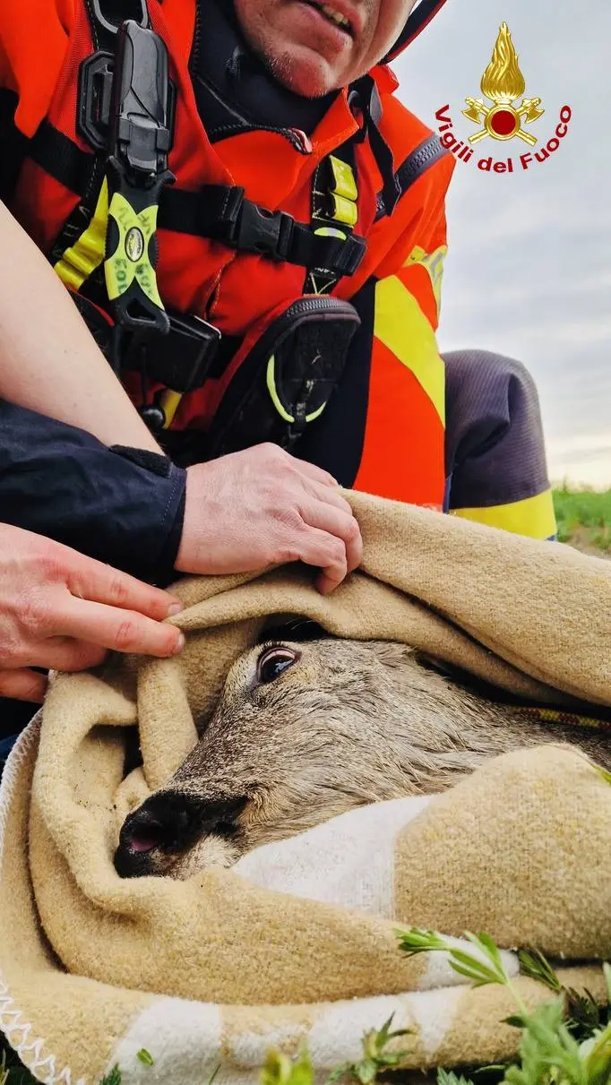 Credit: vigili sel fuoco