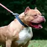 Un Pitbull al guinzaglio