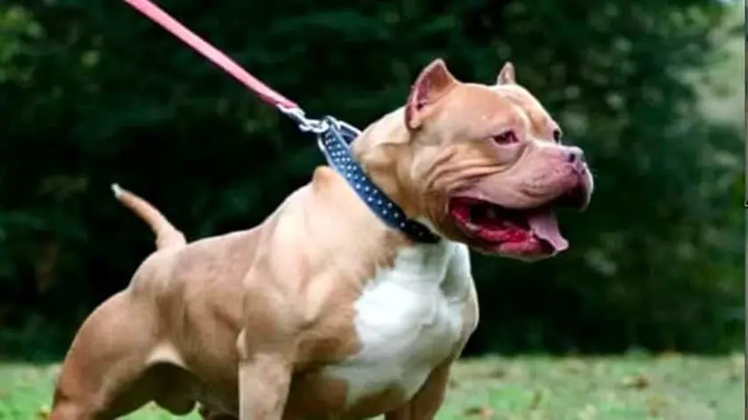 Un Pitbull al guinzaglio