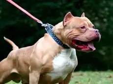 Un Pitbull al guinzaglio