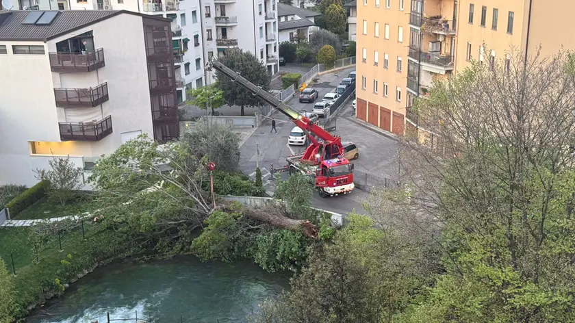 Il pioppo caduto in via Botteniga a Treviso