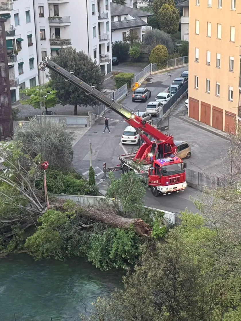 Il pioppo caduto in via Botteniga a Treviso