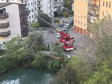 Il pioppo caduto in via Botteniga a Treviso