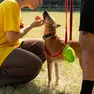 Un momento della scorsa edizione della Dog Challenge a Treviso
