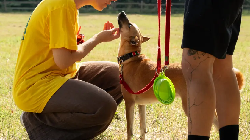 Un momento della scorsa edizione della Dog Challenge a Treviso