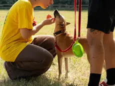 Un momento della scorsa edizione della Dog Challenge a Treviso