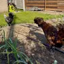 La gallina donata dalla goliardia alla rettrice ora vive in campagna