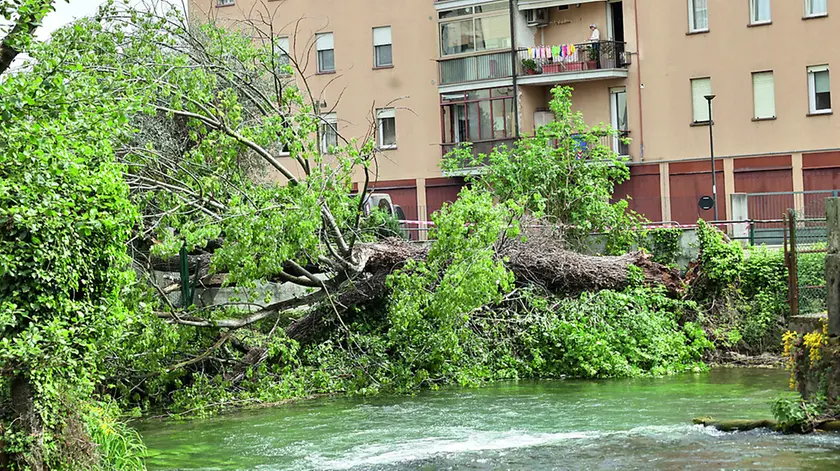 l fusto del grande albero crollato a terra ed oggi oggetto delle indagini della Procura