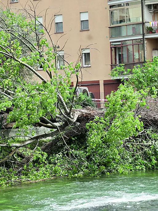 l fusto del grande albero crollato a terra ed oggi oggetto delle indagini della Procura