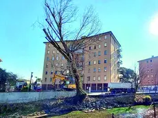 Le condizioni deI pioppo e della riva in via Botteniga nel 2023