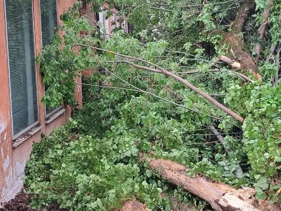 Il crollo dell'albero