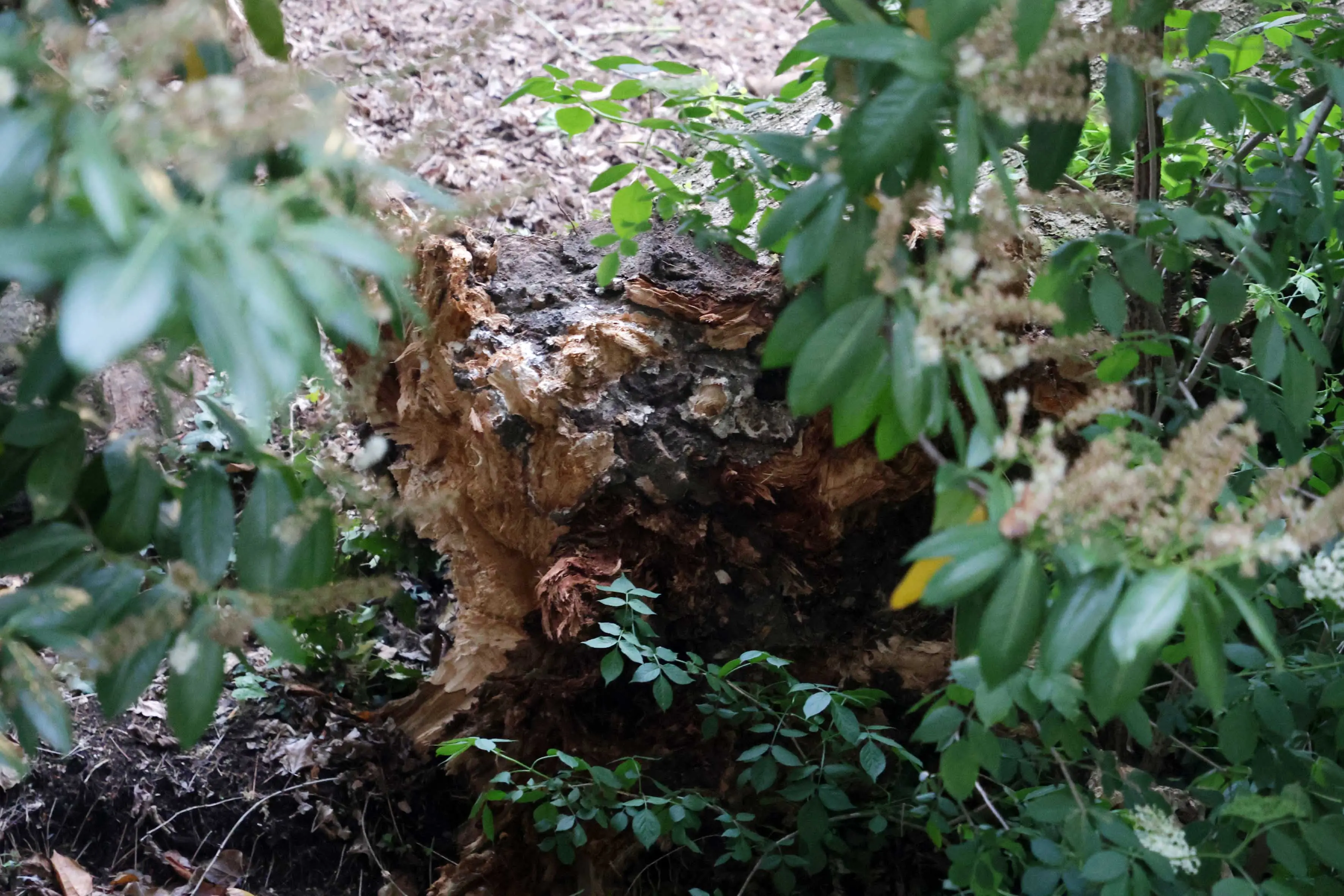 Il crollo dell'albero