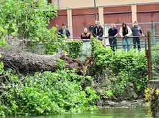 L’albero caduto lungo il Botteniga che ha ucciso Pietro Monici