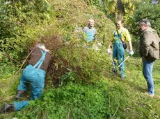 Manutenzione del verde