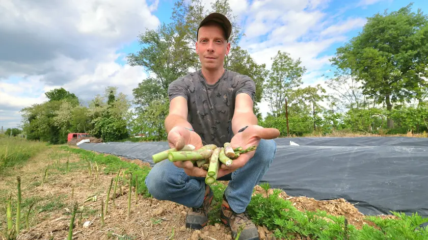 Andrea Benedetti mostra gli asparagi distrutti sul suo campo (foto Macca)