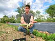 Andrea Benedetti mostra gli asparagi distrutti sul suo campo (foto Macca)