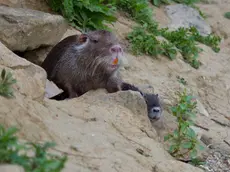 Una nutria in un argine del Padovano