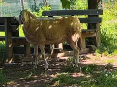 Le pecorella smarrita