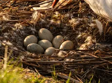 Sparite le uova di cigno nel laghetto di Salvatronda