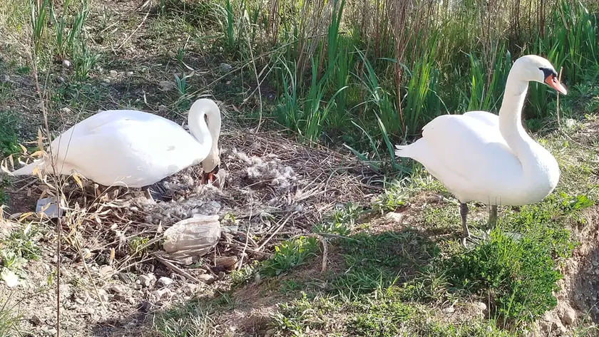 I cigni nel laghetto di Salvatronda