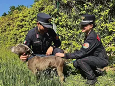 Il cane recuperato dai Forestali