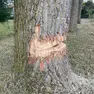 Uno degli alberi danneggiati