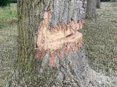 Uno degli alberi danneggiati
