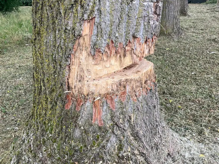 Uno degli alberi danneggiati