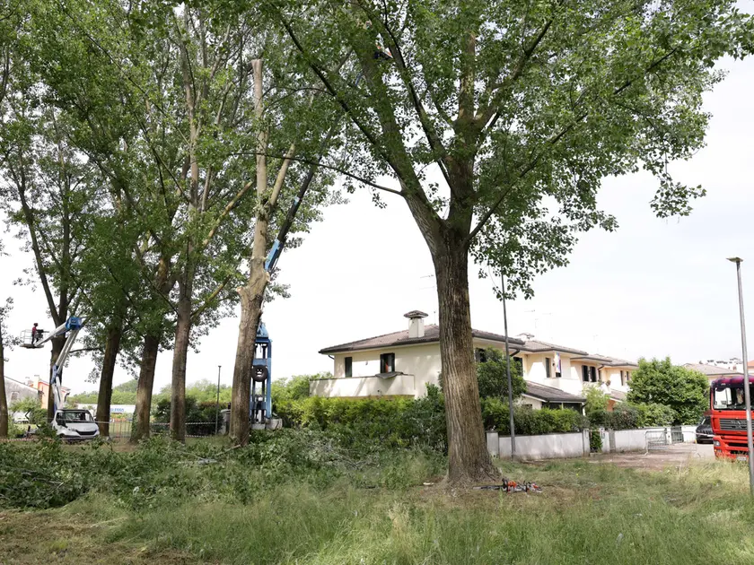 Le operazioni di abbattimento in via Contarini