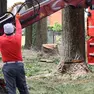 Il taglio degli alberi dopo il passaggio del vandalo con la motosega